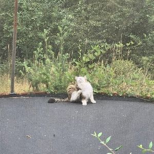 Meet your Posher, Neil